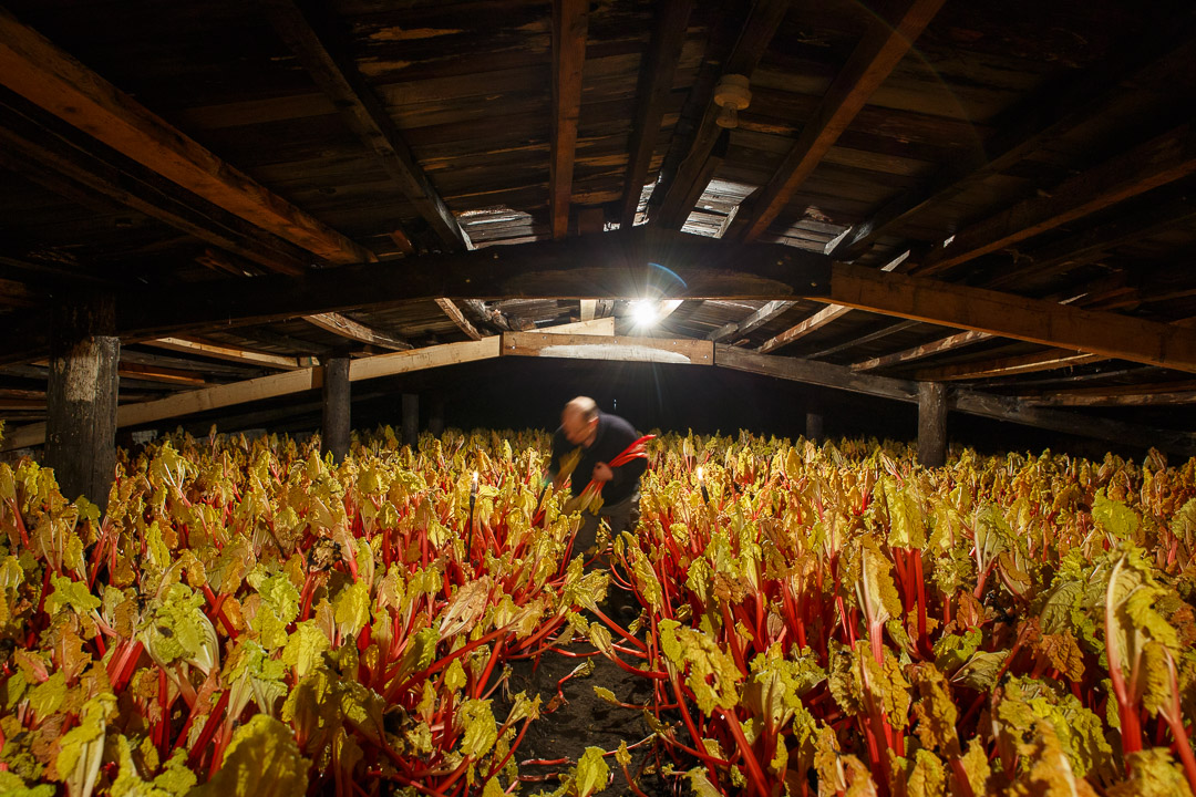 Yorkshire Forced Rhubarb.