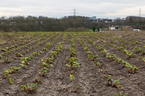 Yorkshire Forced Rhubarb production