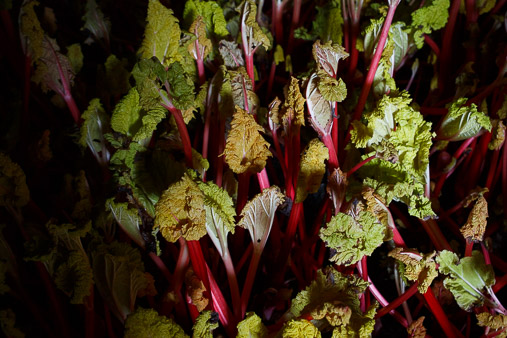 Yorkshire Forced Rhubarb production