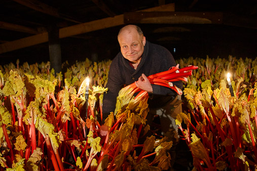 Yorkshire Forced Rhubarb production