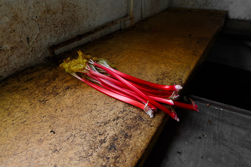 Yorkshire Forced Rhubarb production