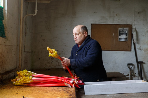Yorkshire Forced Rhubarb production