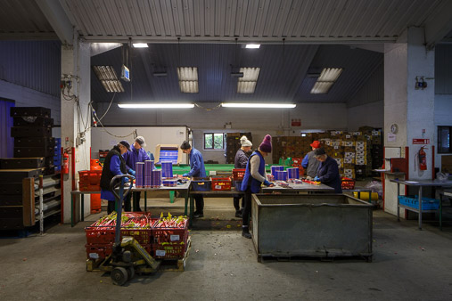 Yorkshire Forced Rhubarb production