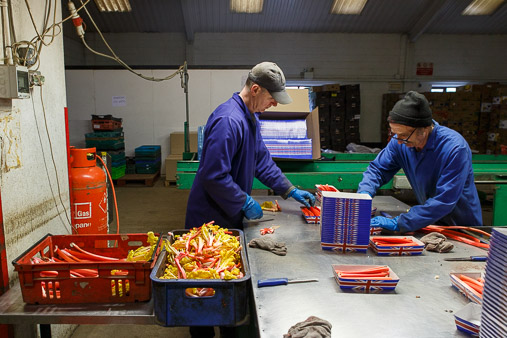 Yorkshire Forced Rhubarb production