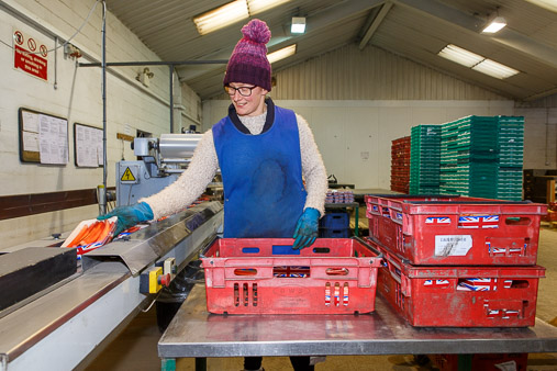 Yorkshire Forced Rhubarb production