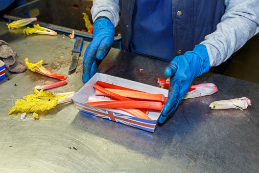 Yorkshire Forced Rhubarb production