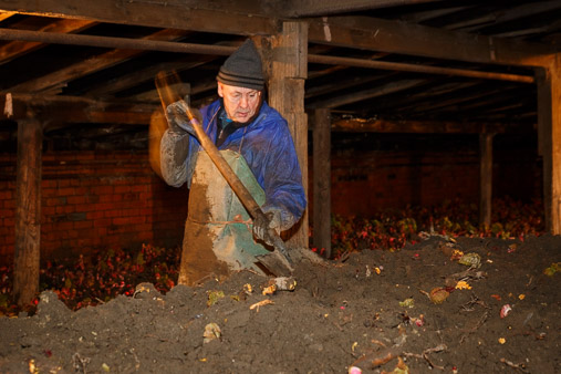 Yorkshire Forced Rhubarb production