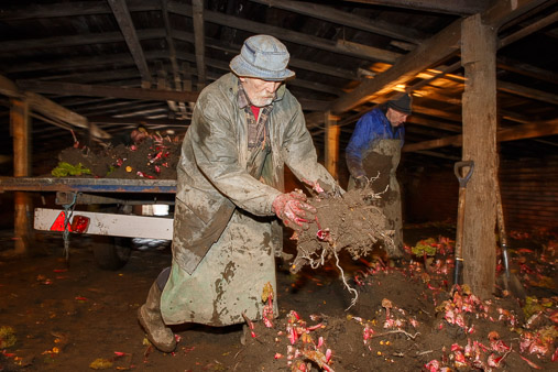 Yorkshire Forced Rhubarb production