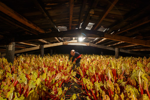 Yorkshire Forced Rhubarb production